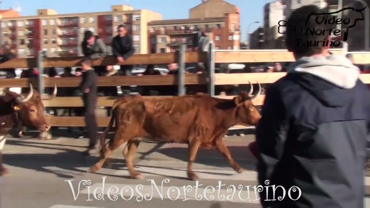 Calahorra (La Rioja) 04-03-2023 Tarde Ganadería Alfonso Basarte