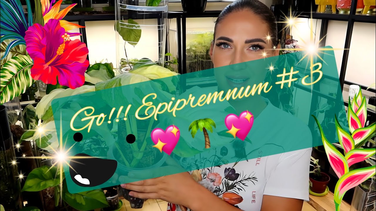 Go!!! EPIPREMNUM #3 ... aktualizacje, obserwacje, triki i duużo NOWOŚCI 🌴💖🌴