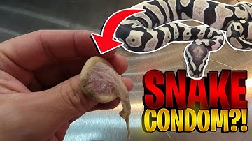 SCALELESS SNAKE AND SNAKE EGGS!! #reptiles #exotics #ballpythons