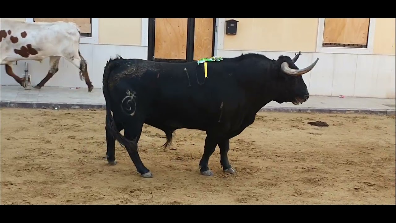 Festejos Populares Puzol 2025.Toros  Gerardo Ortega. Sergio Centelles Parralejo y Gualdamena. 23/06