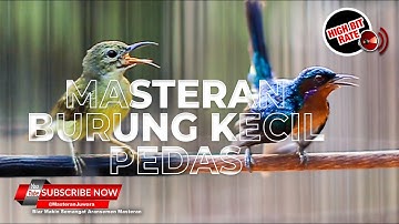 🔴Spesial Tembakan Burung Kecil Kolibri Manggar Betina Gacor vs Kolibri Wulung Isian❗️