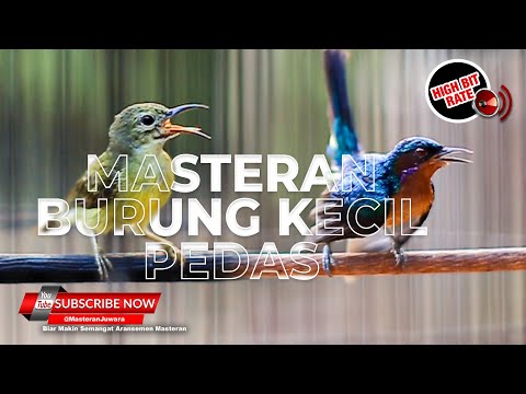 Masteran kolibri KELAPA TROTOL Gacor besetan tajam || Kolibri Manggar trotol gacor