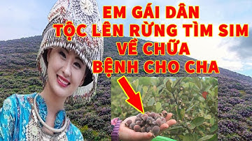 Hái SIM RỪNG về Chữa Bệnh Và TÁC DỤNG Thần Kỳ của CÂY SIM