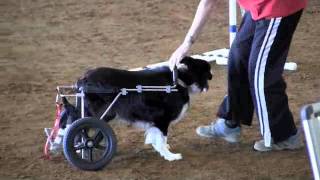 Sue Runs Zip in Wheelchair for Glory Run at Five Flags Agility Trial  12311