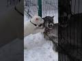 寂しがるピューマのために犬の弟を作ってあげた飼い主