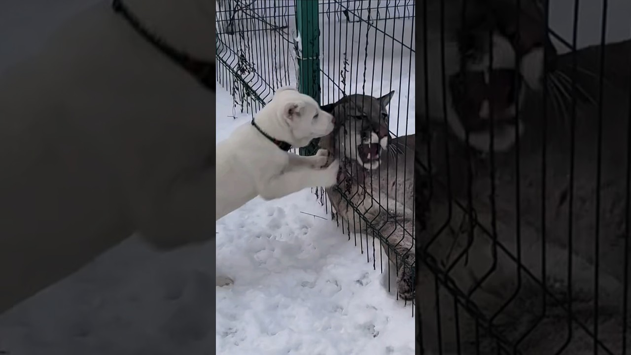 寂しがるピューマのために犬の弟を作ってあげた飼い主