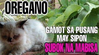 OREGANO GAMOT SA PUSANG MAY SIPON||MABISANG GAMOT SA SIPON