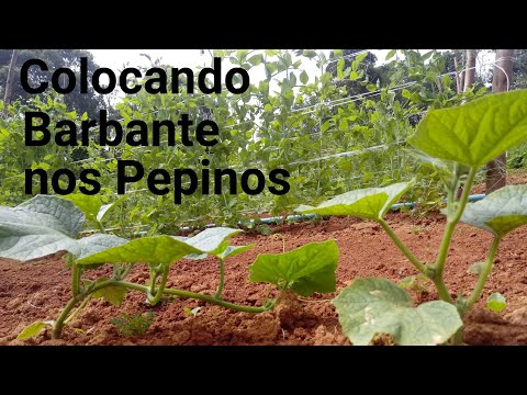 Vídeo: Pepinos Coragem F1 - Descrição Das Peculiaridades Da Variedade E Nuances Importantes Do Cultivo + Foto