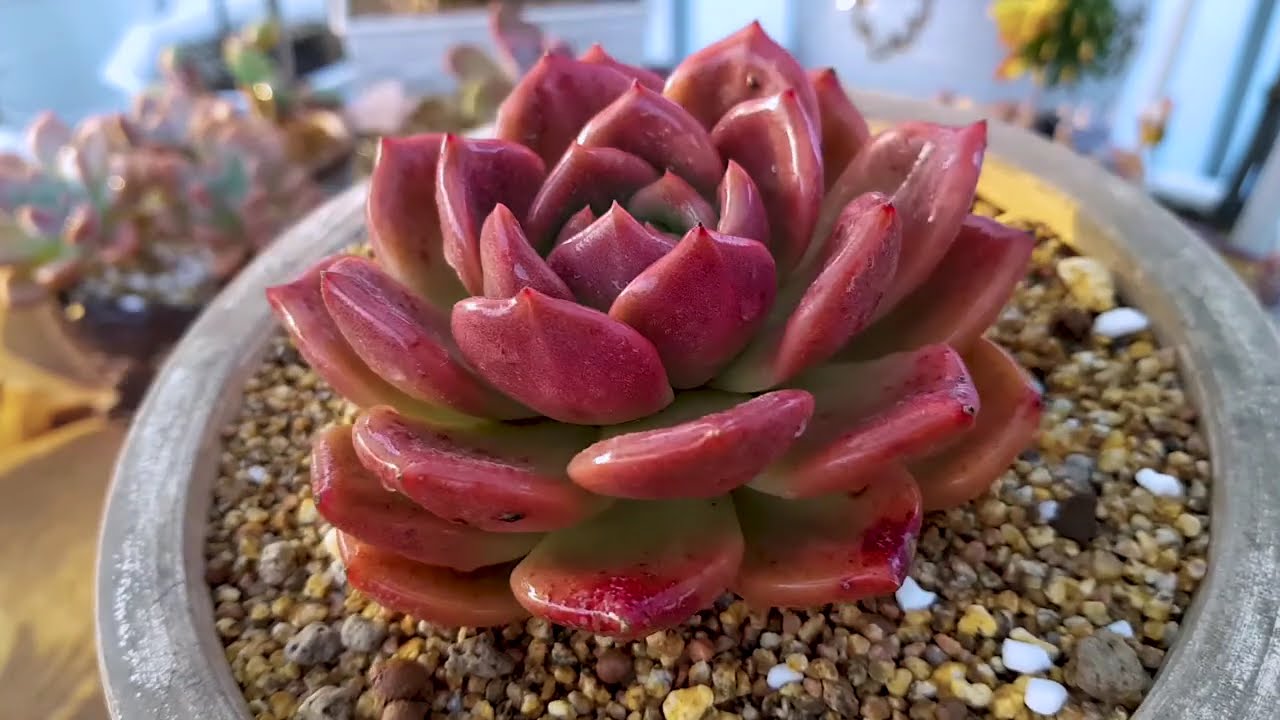 7 TIP GIÚP LÊN MÀU SEN ĐÁ XỨ NÓNG | 다육식물 | 多肉植物 | Suculentas