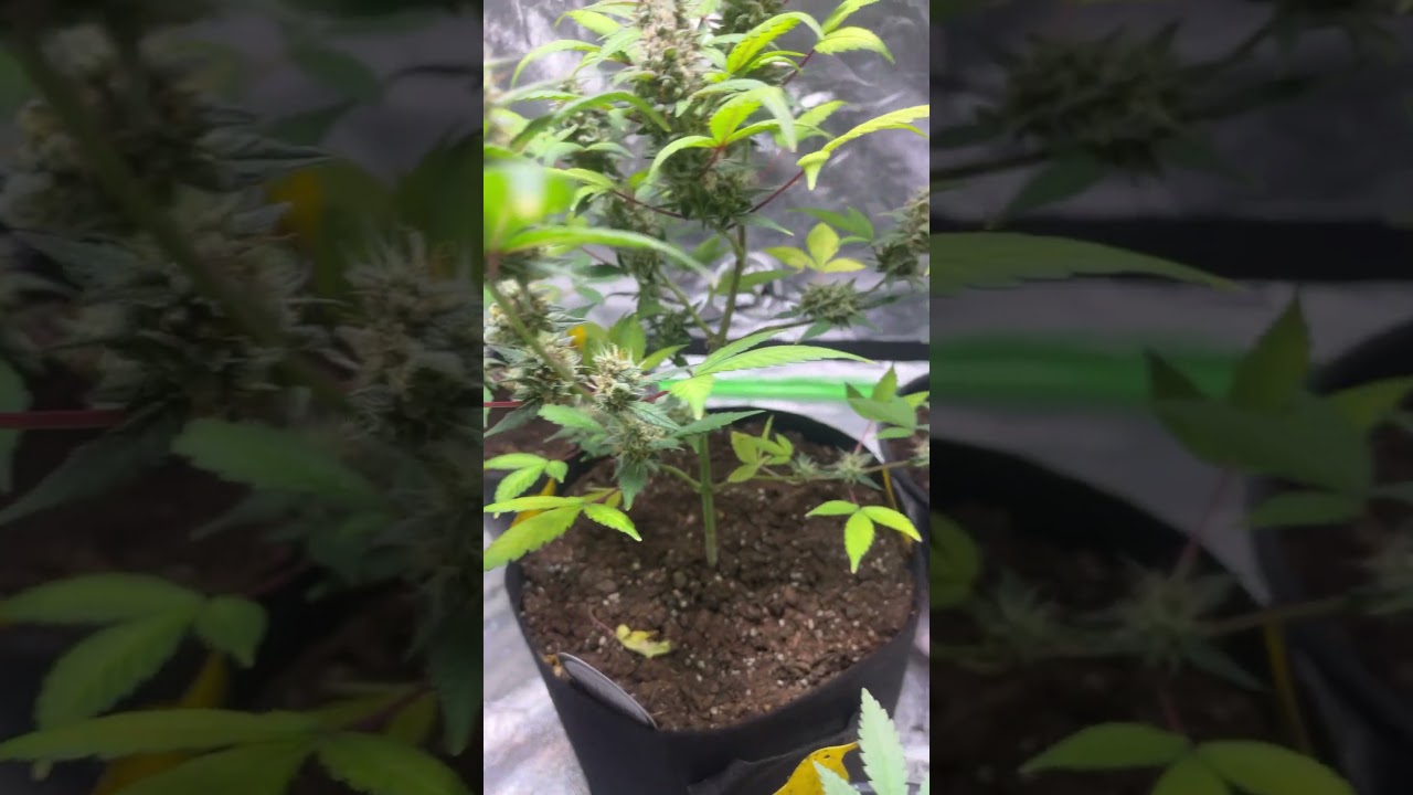 Papaya cookies and some new autos