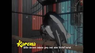 story w.a 30 detik versi kacer