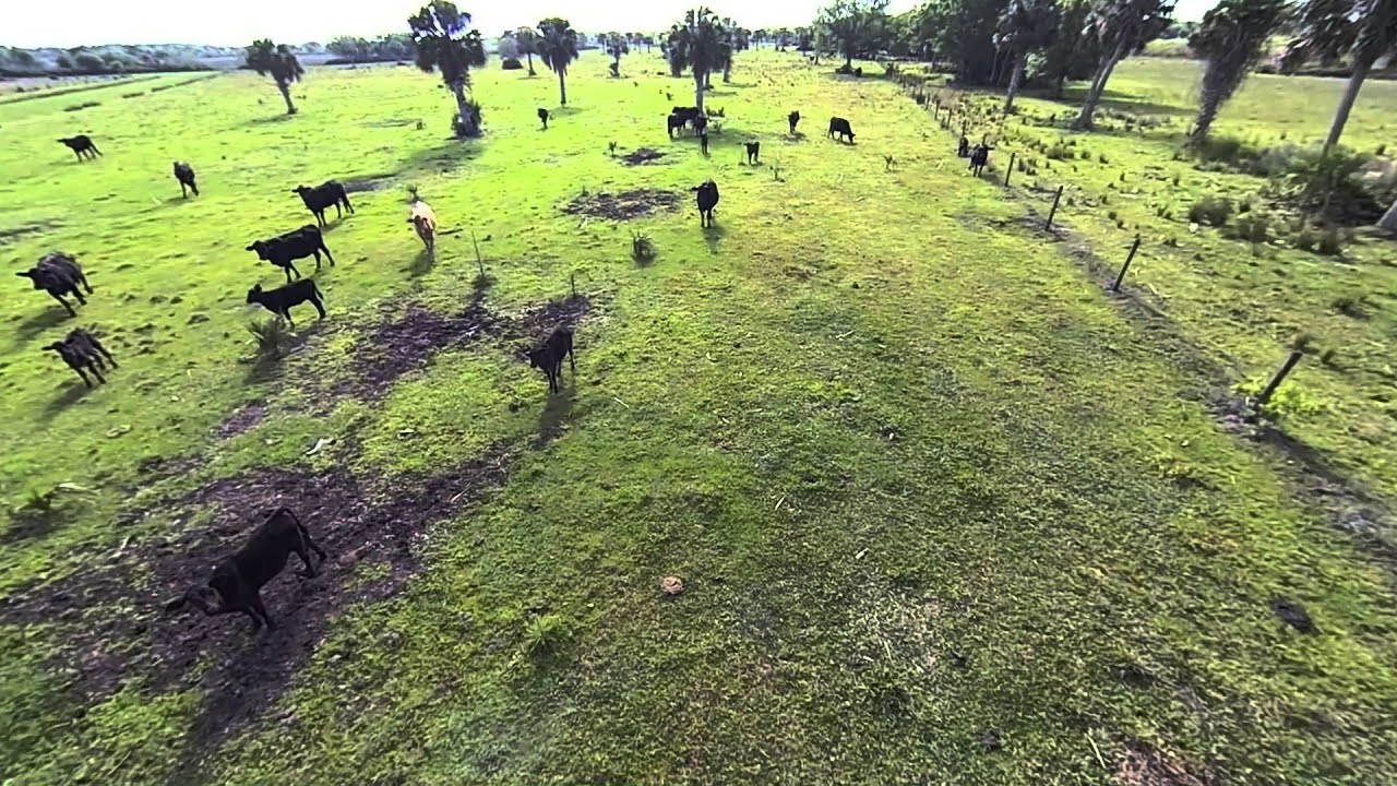 Triple A Ranch Wildlife YouTube