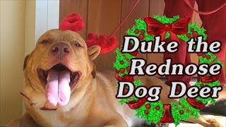 Duke The Rednose Dog Deer! - 25k subs Holiday special