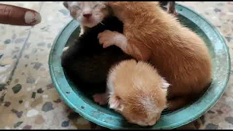 Video 2228201: persian cat feeding kittens, persian cat newborn kittens, persian cat baby beautiful