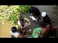 Traditional Net Fishing | Brood fish picking method| #চিতল মাছ  By Moshsho Chetona Hatchery