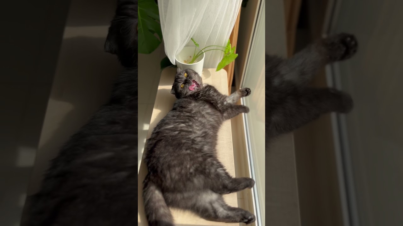 Orii's new morning routine | Scottish Fold cat