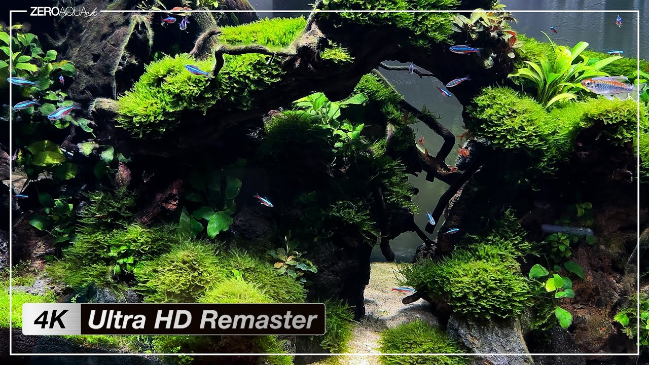 11 подводных чудес, которые дышат жизнью