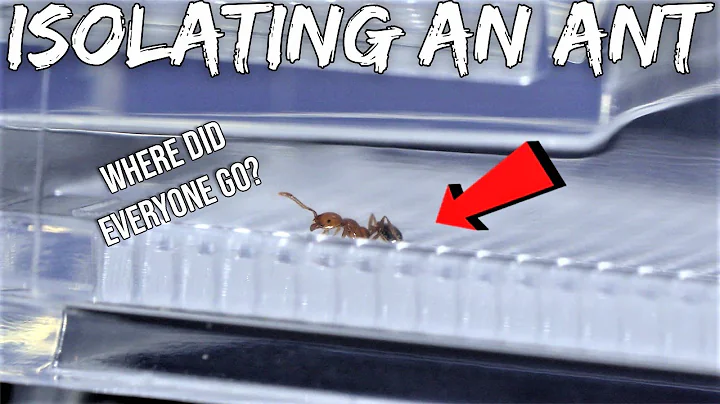 Quarantining An Ant From Its Whole Colony | Sad Reaction - DayDayNews