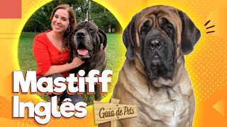 Mastiff Inglês - O gigante encantador | Guia de Pets