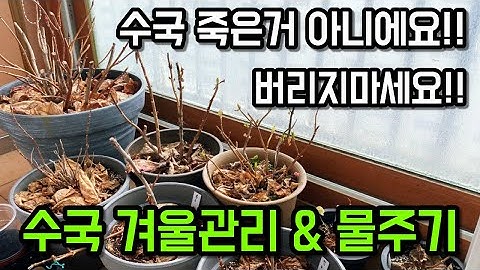 수국 겨울관리, 물주는시기, 수국 월동!!