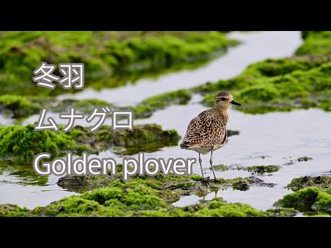 【冬羽】ムナグロ Golden plover