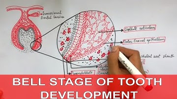Development of Tooth - Part 2 : Early and Late Bell stage of tooth development