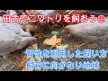 田舎でニワトリを飼おう②習性を利用した飼い方、糞のにおい、卵の色は羽の色？、飼育に向かない地域【解説動画】