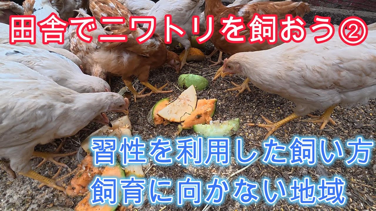 田舎でニワトリを飼おう②習性を利用した飼い方、糞のにおい、卵の色は羽の色？、飼育に向かない地域【解説動画】