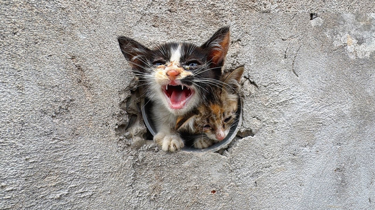 LD Animal 6 | Kitten looking For Mother, Stuck In Emergency Water Pipe ...