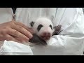 パンダの赤ちゃん、一般公開始まる　和歌山「アドベンチャーワールド」