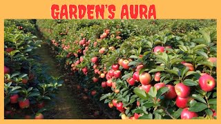 Gardens Aura