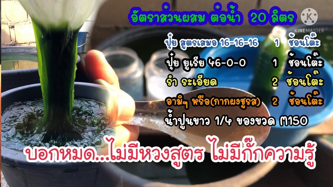 EP1. สอนทำน้ำเขียว ไม่กั๊กสูตร ไม่หวงความรู้ #เพาะเลี้ยงไรแดง #วิธีทำน้ำเขียว  #ขยายหัวเชื้อ