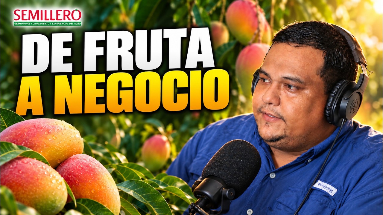Cómo convertir el mango en un negocio de exportación | Promexfrut EP 143
