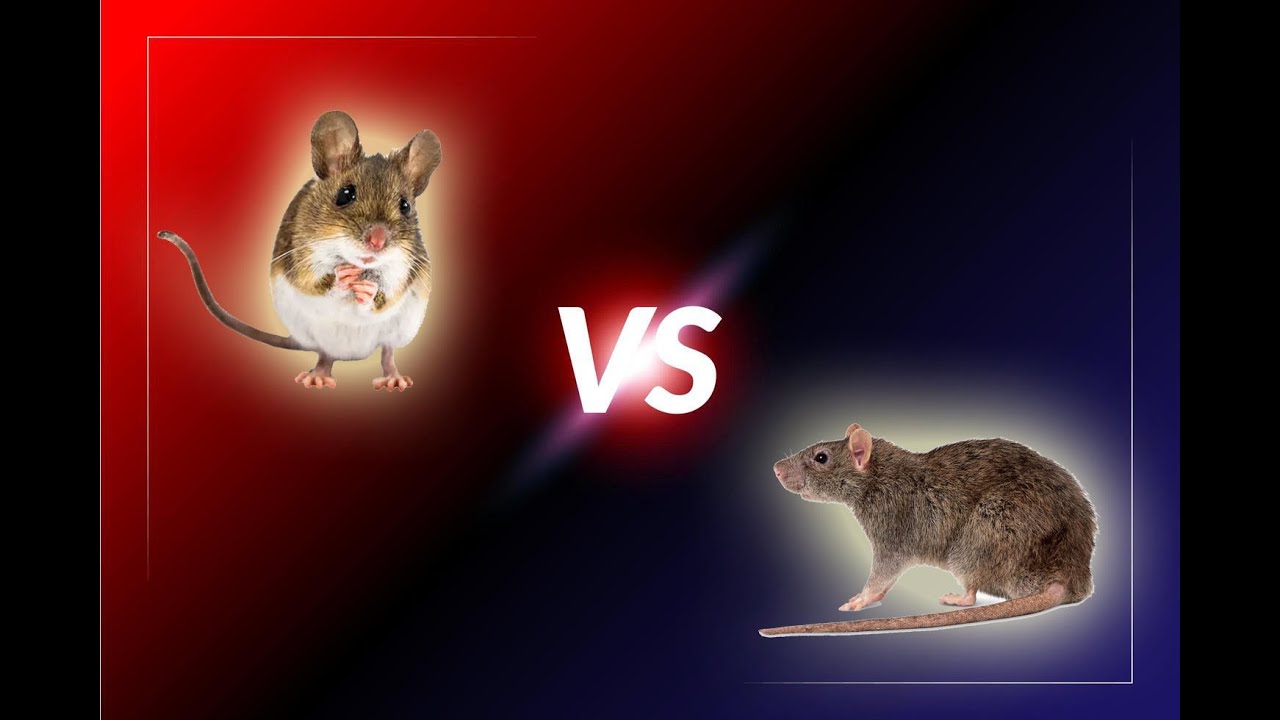 DIFERENÇA ENTRE CAMUNDONGO E RATO YouTube DIFERENÇA ENTRE CAMUNDONGO E RATO YouTube