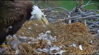 Fort St Vrain Eagles~Pa Brings LIVE Young Goose to the Nest-Ma Claims and Preps For Feeding_4/19/24 by chickiedee64 2,579 views 3 weeks ago 19 minutes