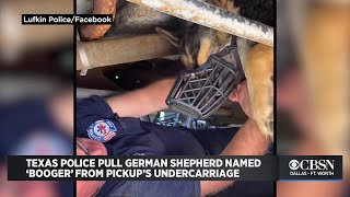 Texas Police Pull German Shepherd Named Booger From Pickup s Undercarriage