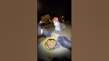 A squirrel getting pulled over by a cop for his Nuts (Sora AI)