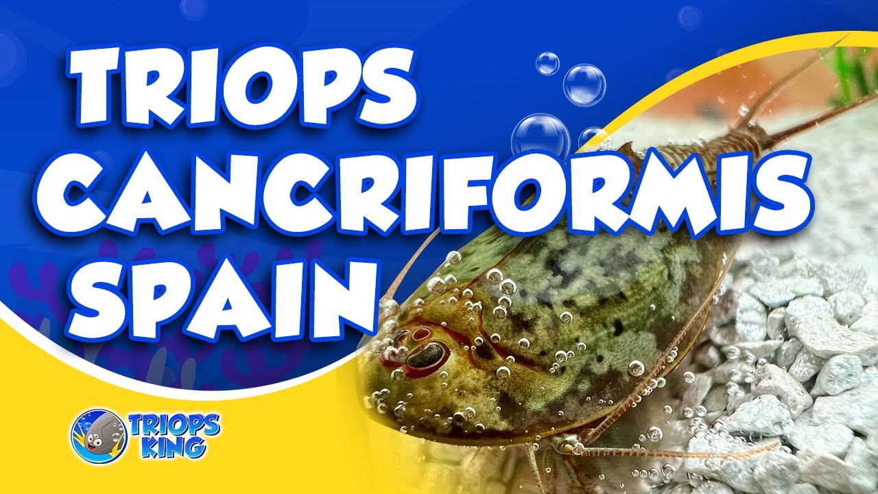 Triops