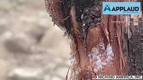 Monitoring for Vine Mealybug