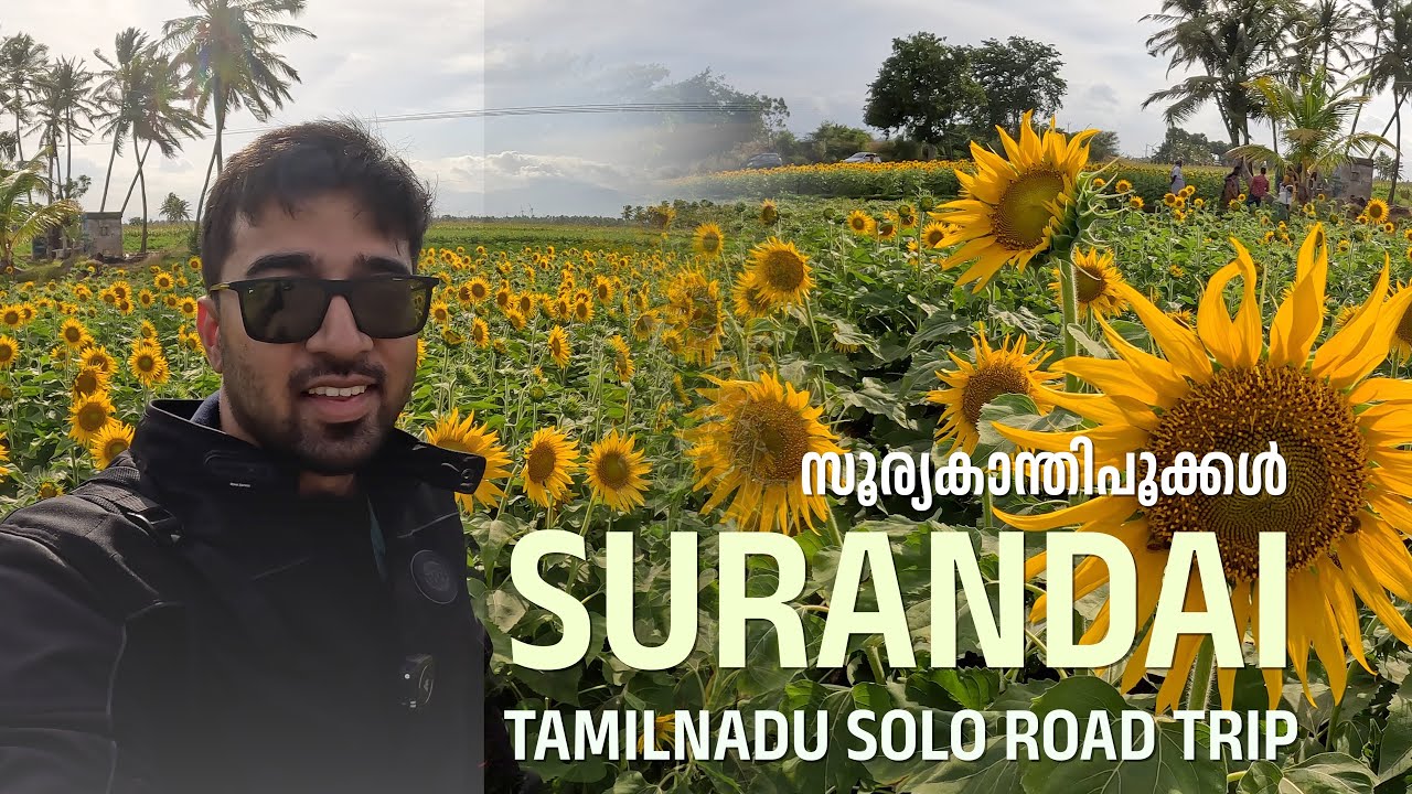 Tenkasi | Surandai| സൂര്യകാന്തിപൂക്കൾ| Rahmath Boarder Chicken VLOG JBI S2-13