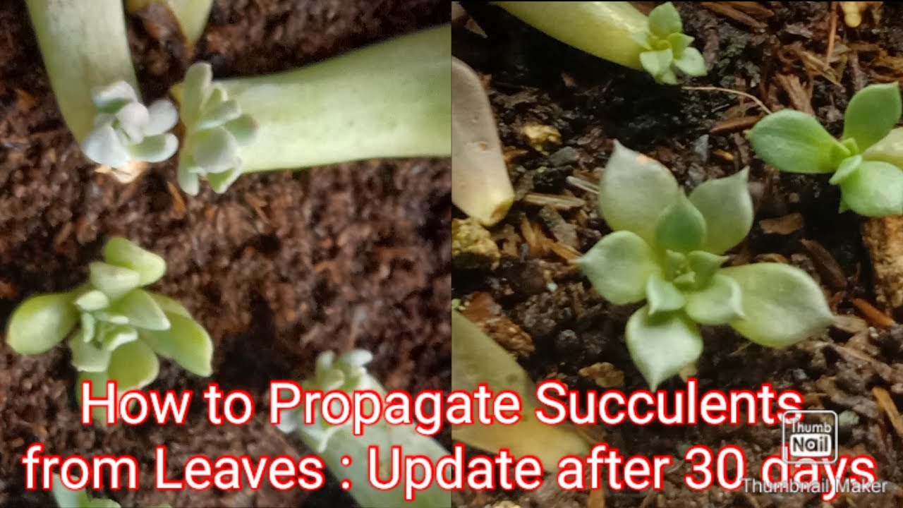 How to Propagate Succulents from leaves: update after 30 days - YouTube