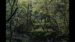 1 Hour Relaxing Rain Sounds 🌧️ &amp; 532 Hz Frequency - Sleep &amp; Focus
