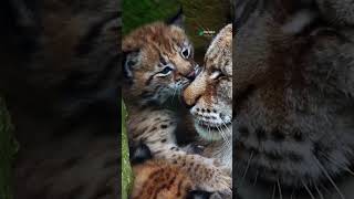The Forest Ghost: Why the Eurasian Lynx is the Ultimate Silent Assassin 🐾❄️