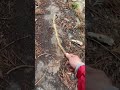 罠の見回りの合間の暇つぶし
