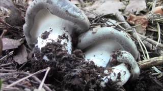FUNGHI 2017...i primi dormienti... ( hygrophorus marzuolus )