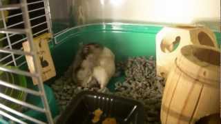 Vicious Cute Dwarf Hamster Fight!