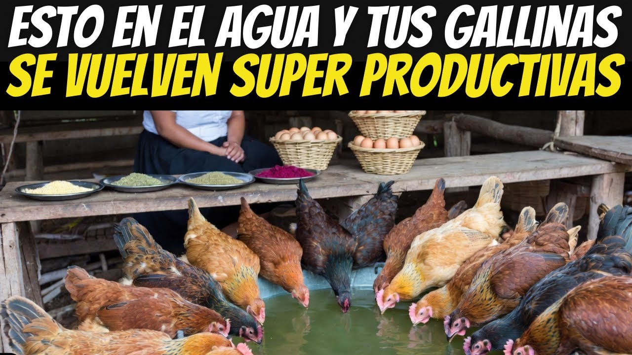 Cómo criar 20 gallinas ponedoras productivas con este preparado natural de agua que multiplica