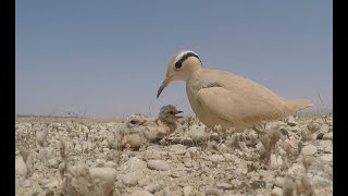 توثيق صغار طائر الكروان العسلي ( الدراج) .. cream-colored courser .. محافظة ظفار ..سلطنة عمان