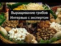 Выращивание грибов. Интервью с экспертом. Ч.2