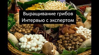 Выращивание грибов. Интервью с экспертом. Ч.2